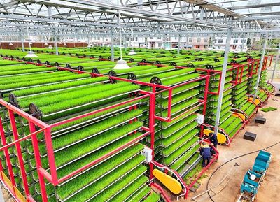 江西贛州 智慧育秧助力糧食生產(chǎn) 技術(shù)推廣服務惠及農(nóng)民